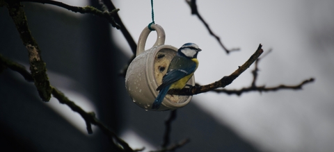 Réalisez vos propres boules de graisse pour les oiseaux - Notre Nature