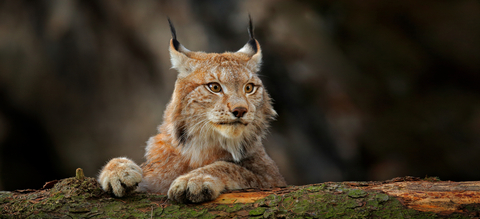 Tout savoir sur le lynx boréal : Femme Actuelle Le MAG