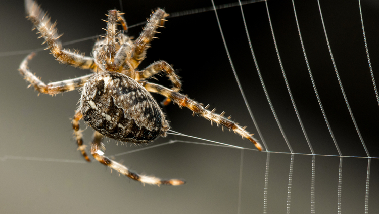 Une Araignée a Attrapé Un Insecte Volant Dans Sa Toile Et La Suce