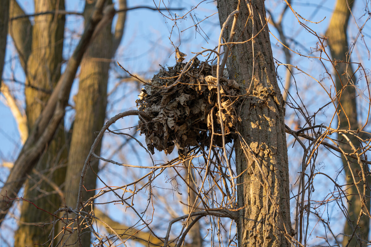 écureuil grimpe dans arbre pour atteindre son nid