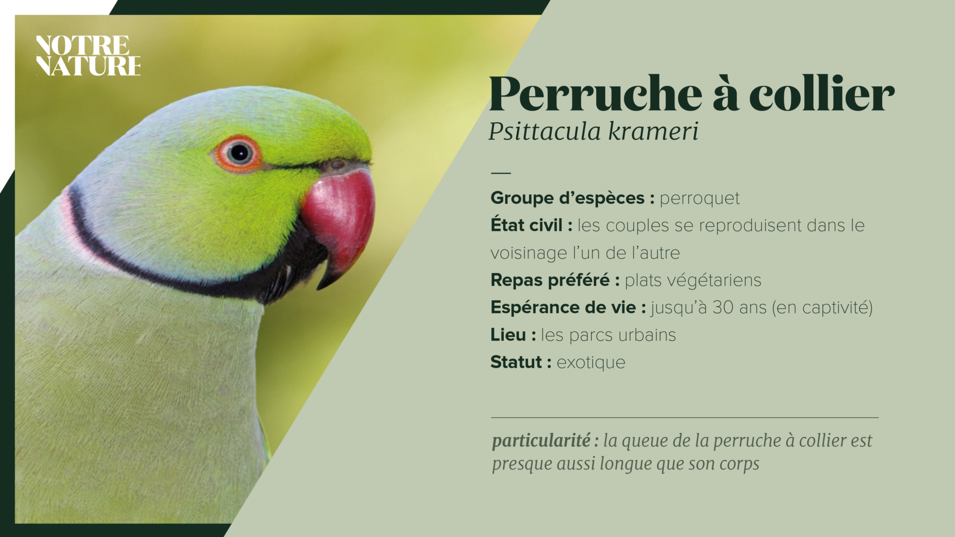 Élever des Perruches pour le « fun » ou la couleur – Les Oiseaux du Monde