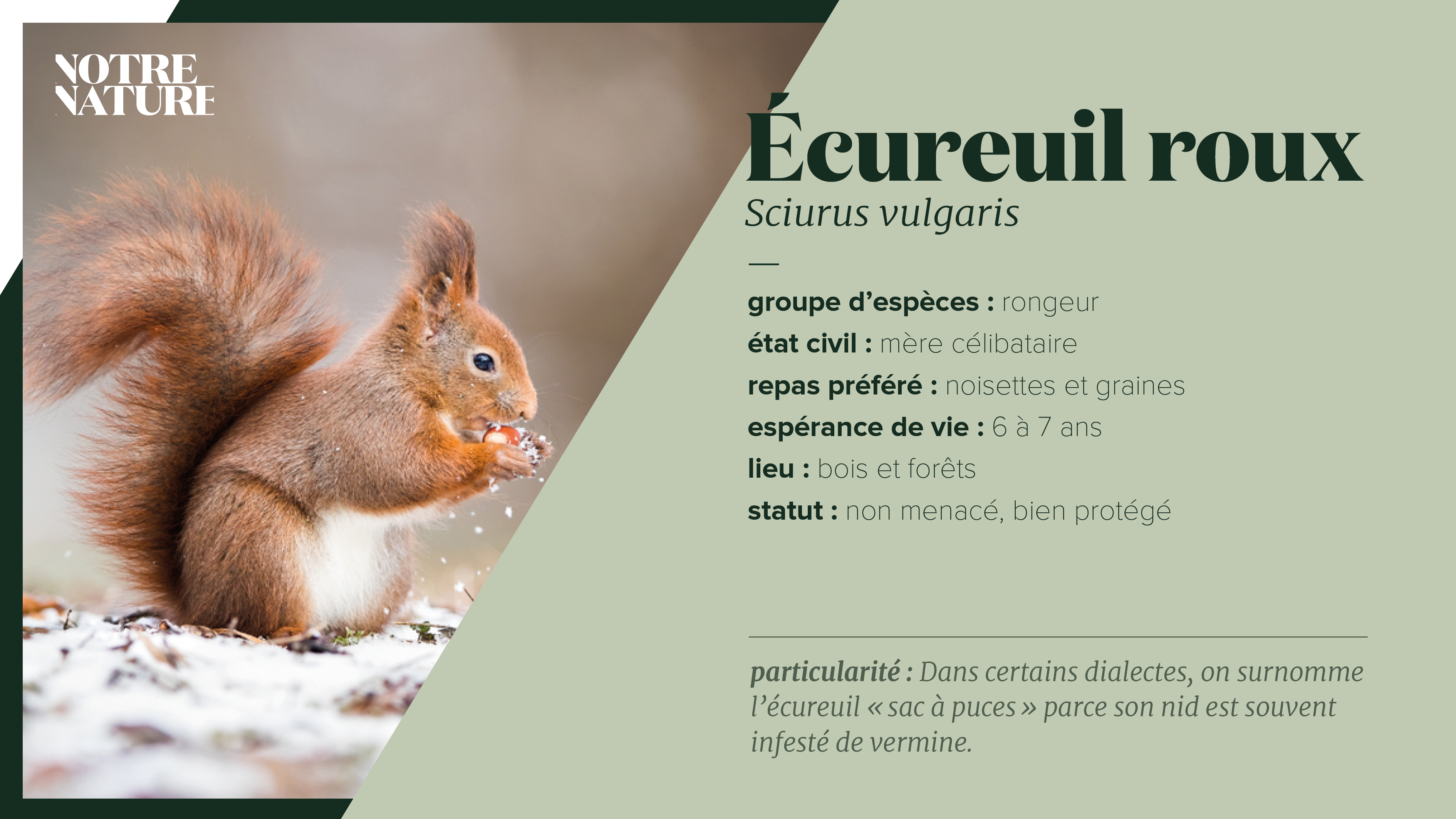 Écureuil roux - Notre Nature