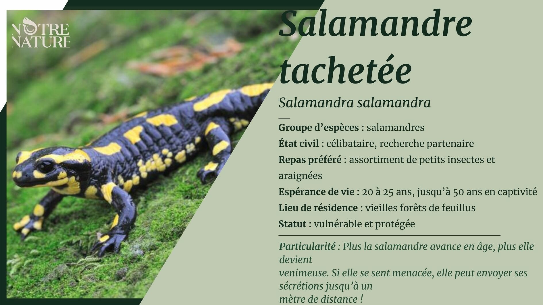 La Salamandre tachetée