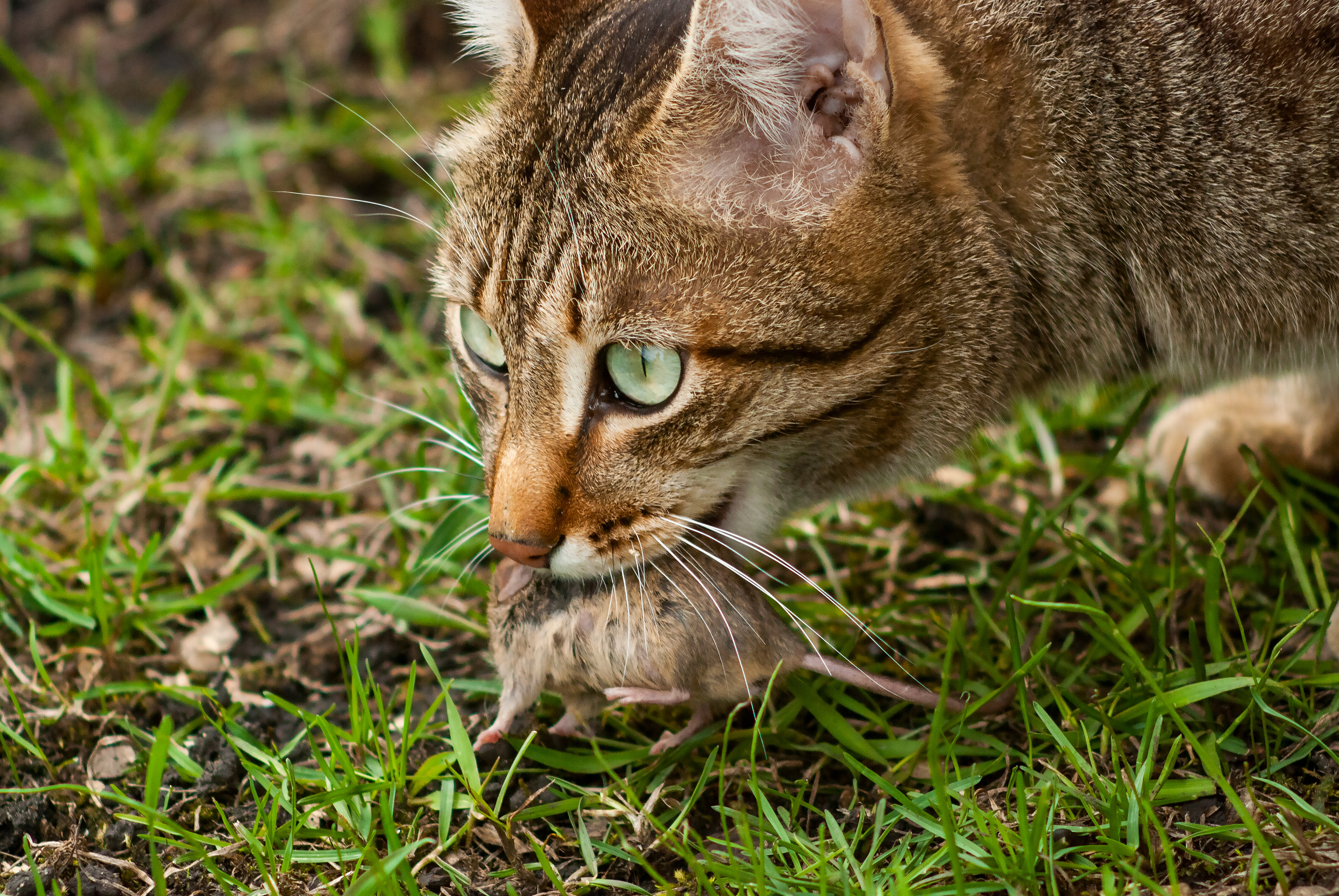 Le chat, premier prédateur de la biodiversité ? - Le Messager