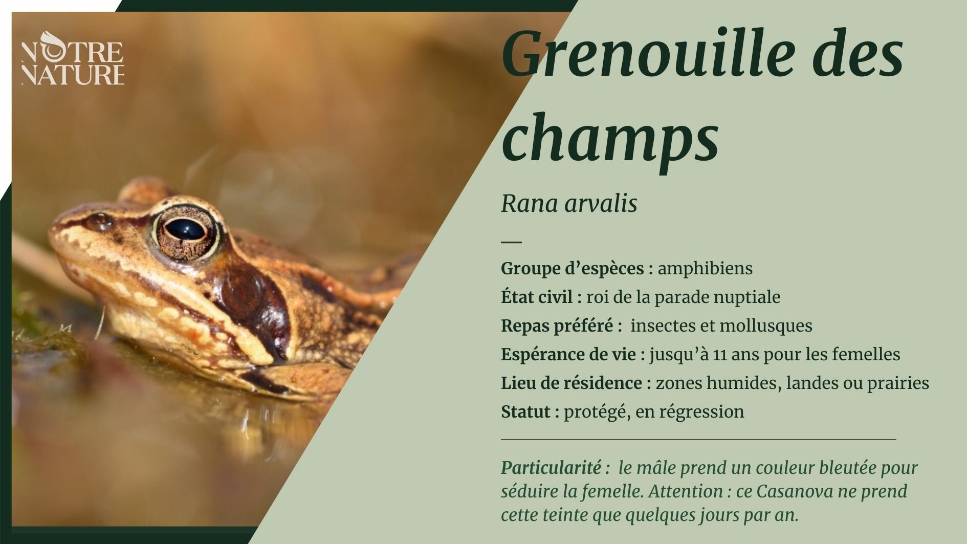 Grenouille verte : taille, description, biotope, habitat, reproduction