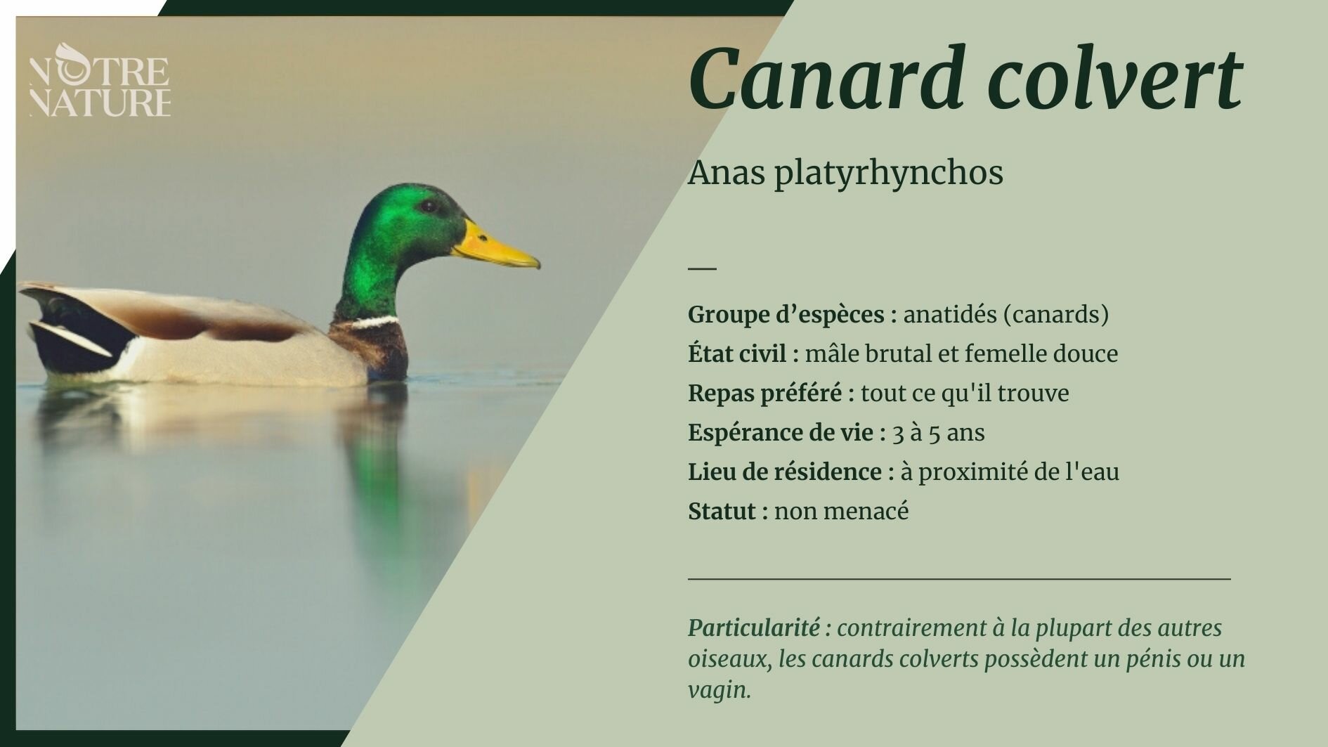 Canard colvert - Notre Nature
