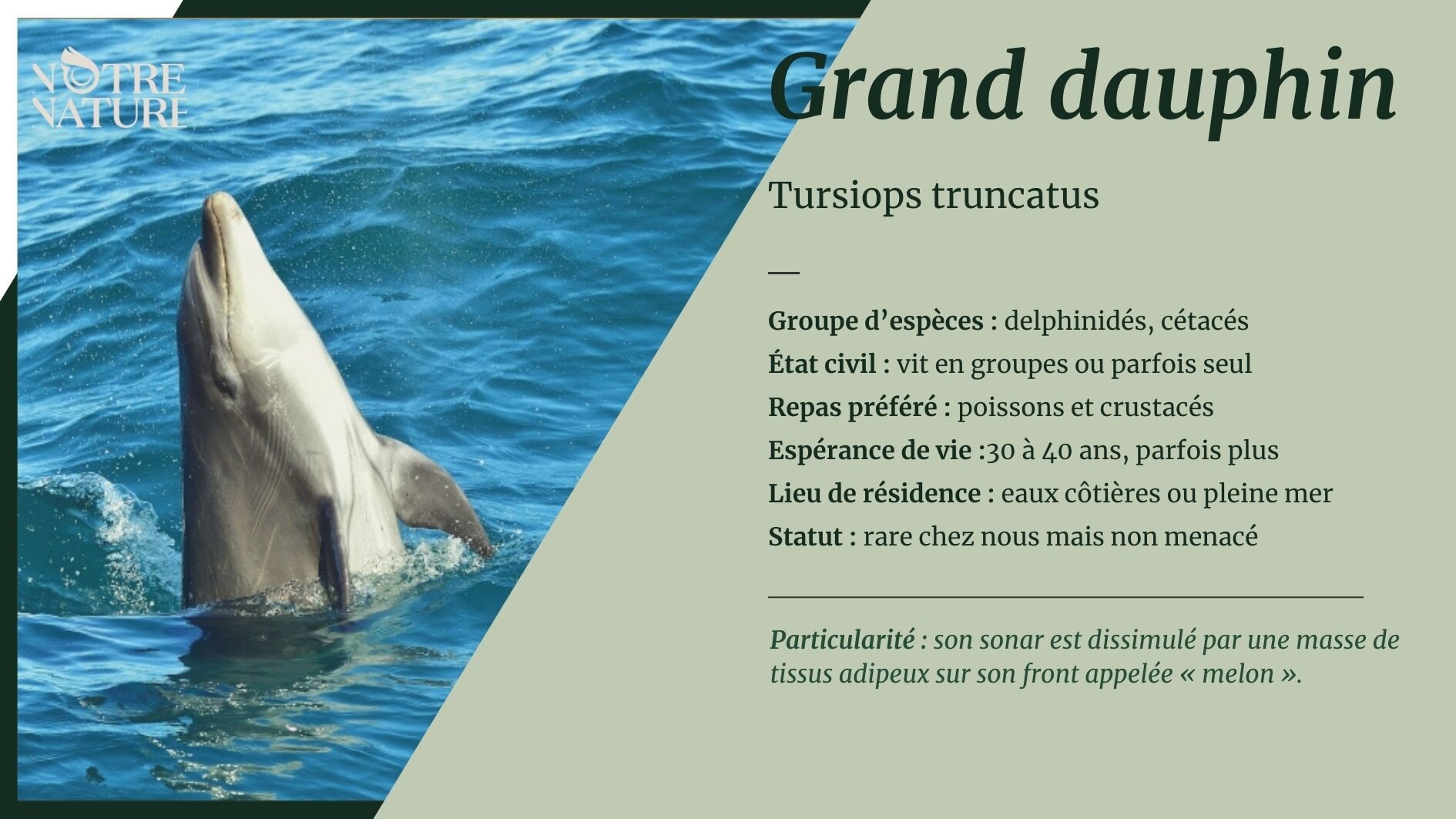 Grand dauphin - Notre Nature